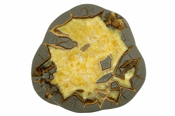 Polished Septarian Slab - Utah #338227